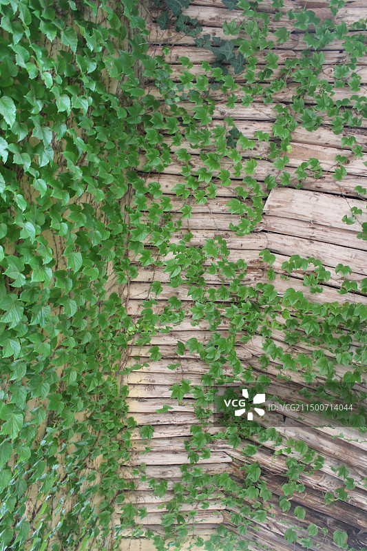 爬山虎图片素材