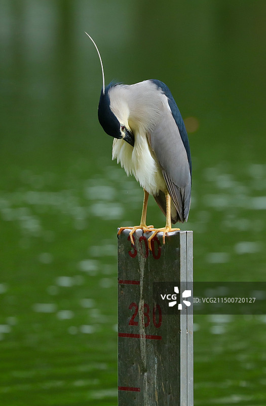 一只夜鹭在水位标尺上梳理羽毛图片素材
