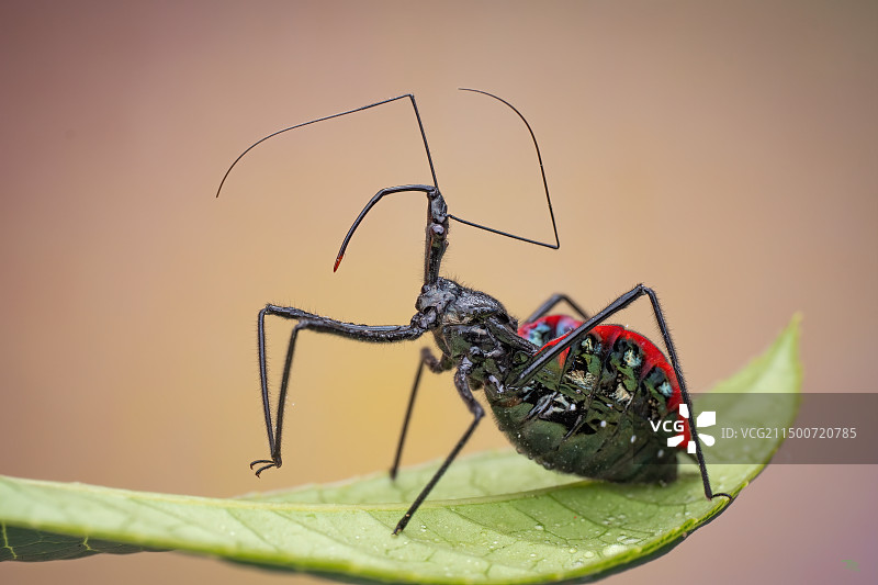爱美的蝽图片素材