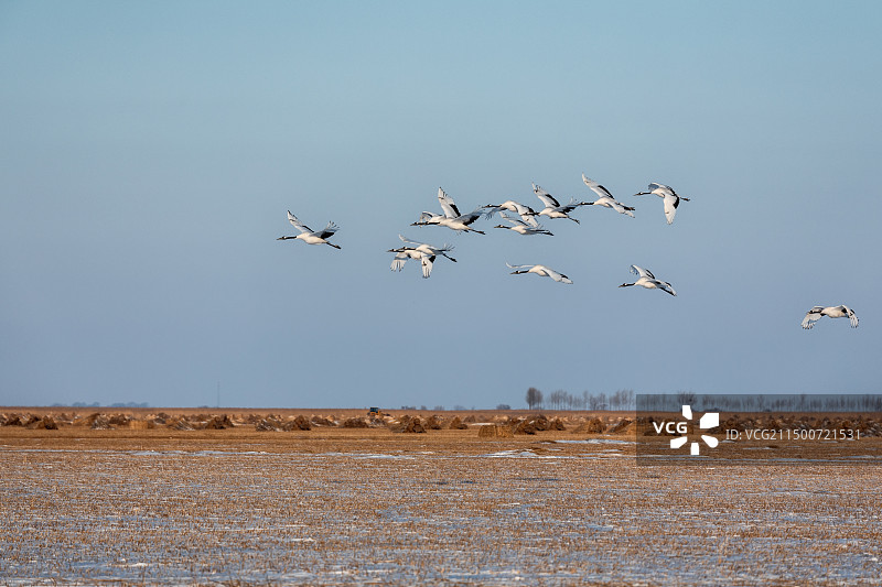 黑龙江齐齐哈尔扎龙丹顶鹤图片素材