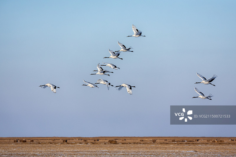 黑龙江齐齐哈尔扎龙丹顶鹤图片素材