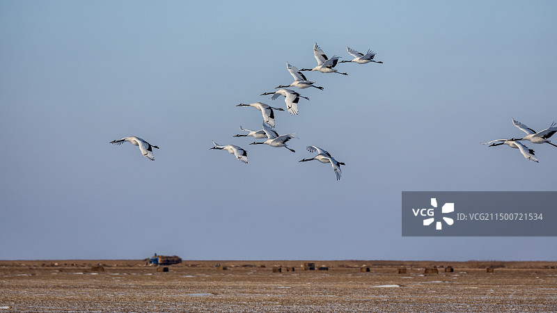 黑龙江齐齐哈尔扎龙丹顶鹤图片素材