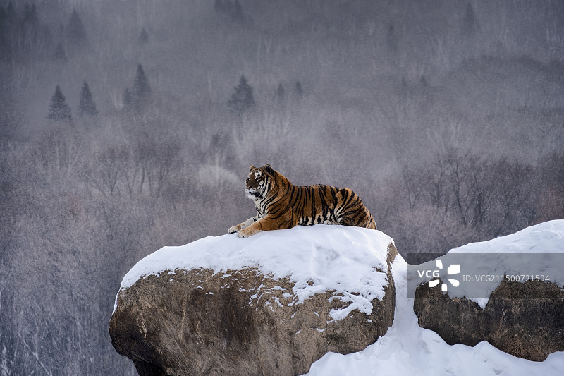 东北虎-黑龙江省海林市横道河子镇虎园图片素材