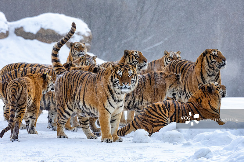 东北虎-黑龙江省海林市横道河子镇虎园图片素材