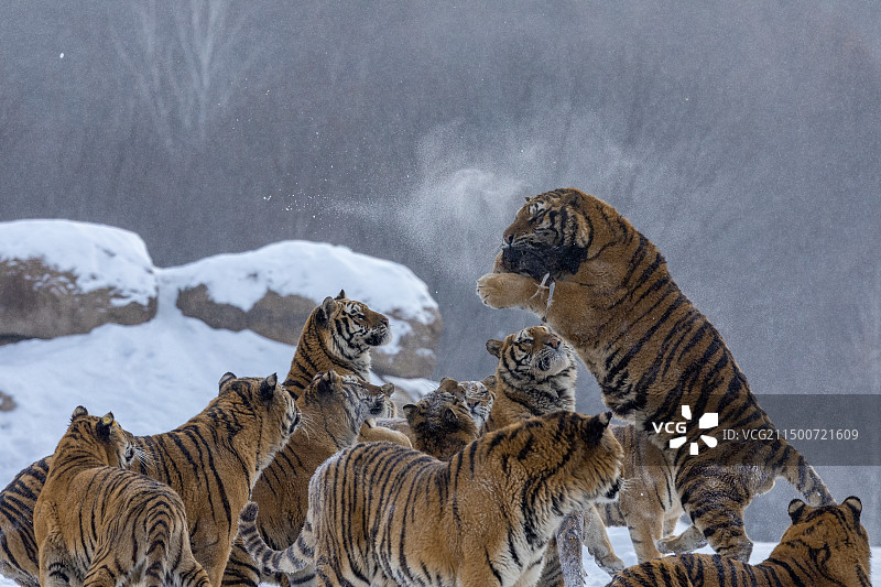 东北虎-黑龙江省海林市横道河子镇虎园图片素材