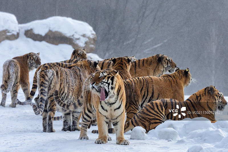 东北虎-黑龙江省海林市横道河子镇虎园图片素材