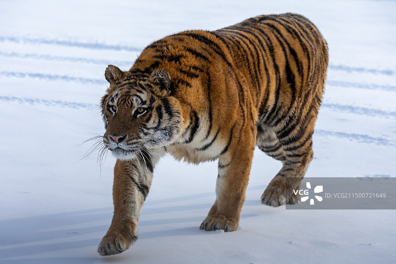 东北虎-黑龙江省海林市横道河子镇虎园图片素材