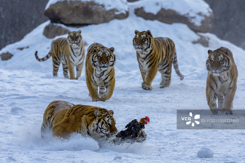 东北虎-黑龙江省海林市横道河子镇虎园图片素材