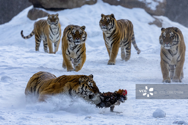 东北虎-黑龙江省海林市横道河子镇虎园图片素材