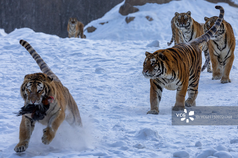 东北虎-黑龙江省海林市横道河子镇虎园图片素材