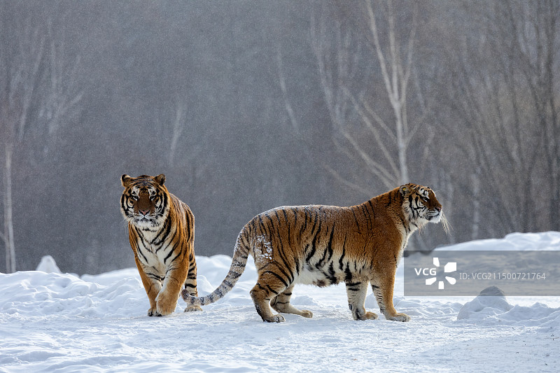 东北虎图片素材