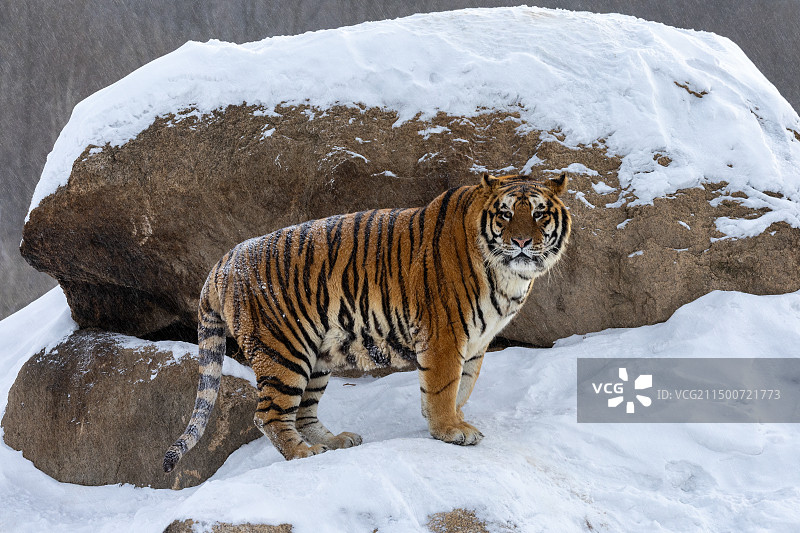东北虎图片素材