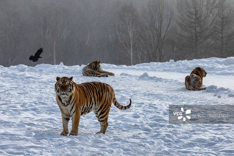 东北虎图片素材