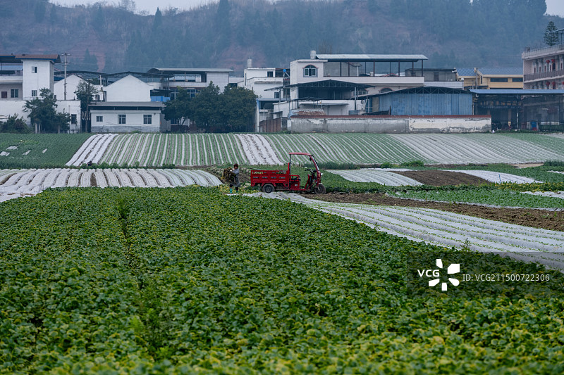 重庆潼南桂林坝蔬菜基地的春天图片素材