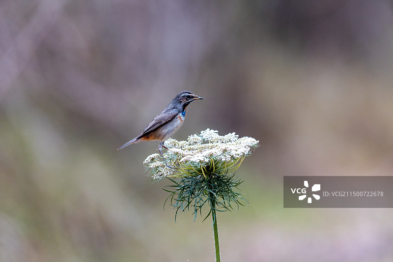 蓝喉歌鸲-重庆珊瑚坝翩翩起舞图片素材