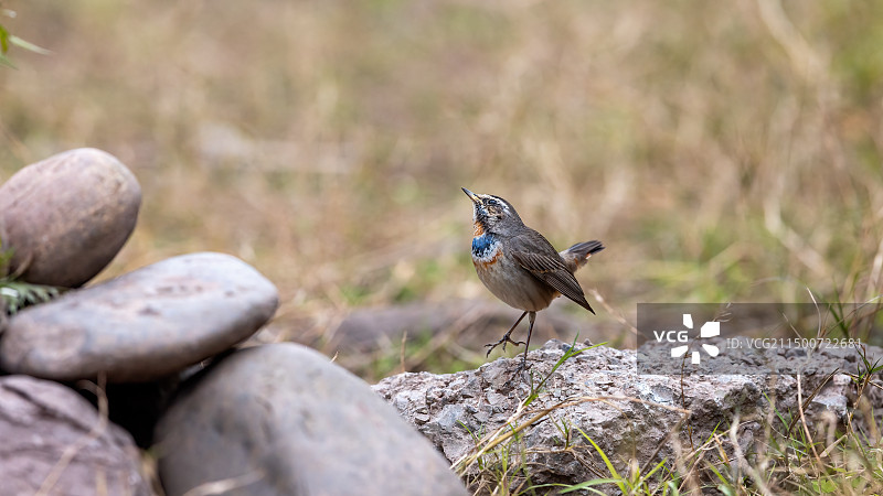 蓝喉歌鸲-重庆珊瑚坝翩翩起舞图片素材