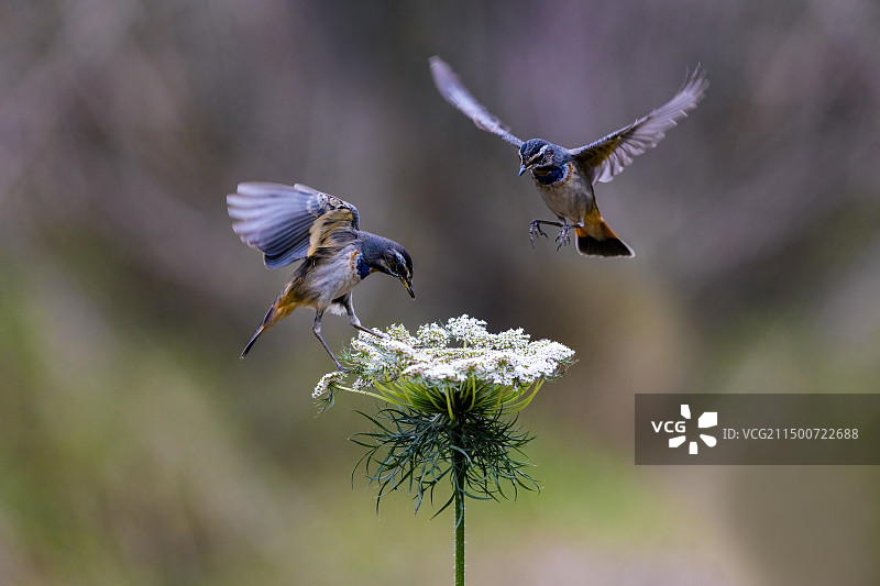 蓝喉歌鸲-重庆珊瑚坝翩翩起舞图片素材