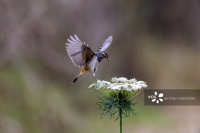蓝喉歌鸲-重庆珊瑚坝翩翩起舞图片素材