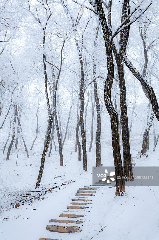 挂满雾凇的槐树林图片素材