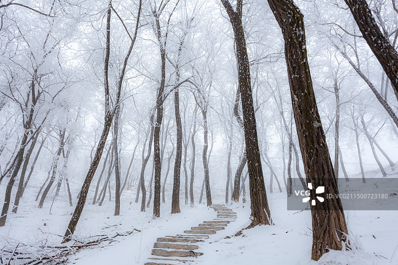 挂满雾凇的槐树林图片素材