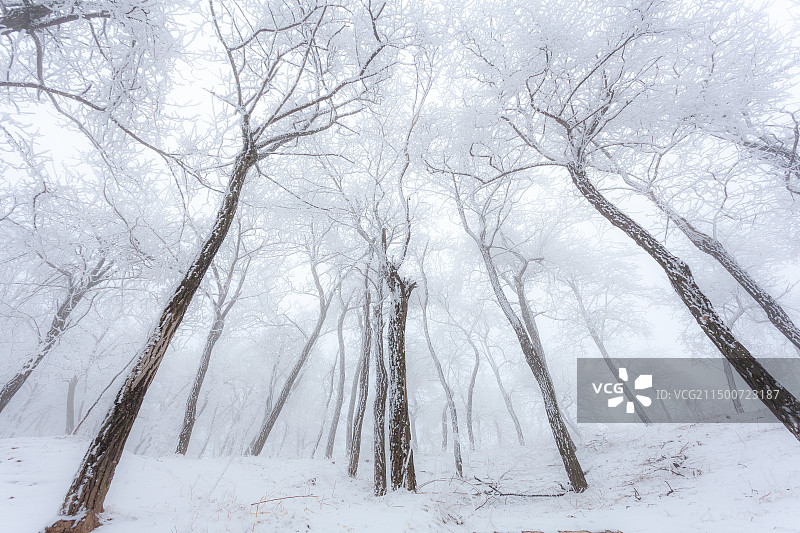 挂满雾凇的槐树林图片素材