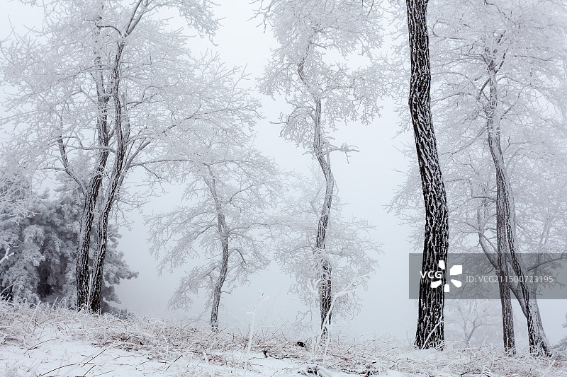 挂满雾凇的槐树林图片素材