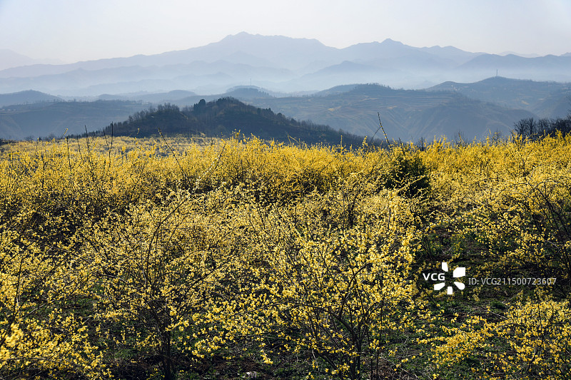 豫西山区满山盛开的连翘花图片素材