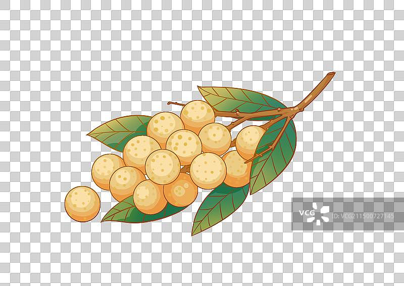 桂圆龙眼图片素材