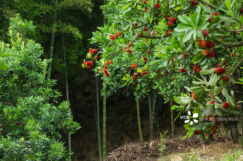 果园中的杨梅树上挂满果实图片素材