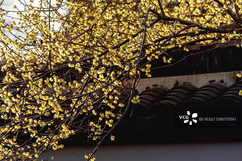 无锡梅园梅花盛开场景图片素材