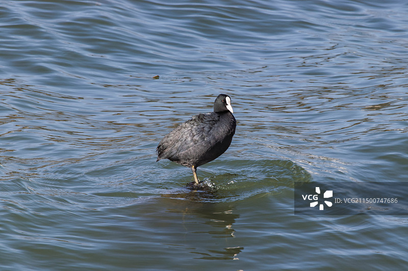 大理洱海白骨顶鸡图片素材