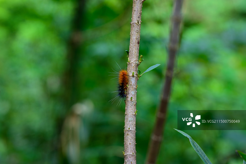 毛毛虫图片素材