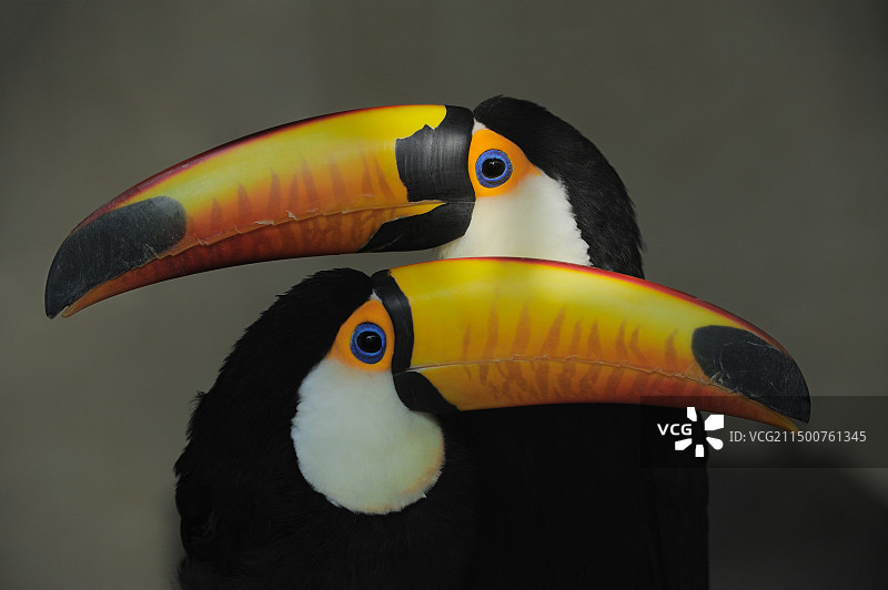 鞭笞巨嘴鸟图片素材