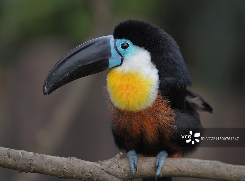 凹嘴巨嘴鸟图片素材