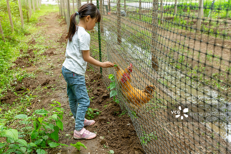 农家散养鸡场边上拿草喂鸡的小女孩图片素材