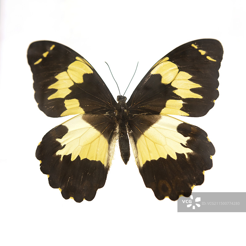 国博-共同家园-大自然的奇迹-歌利亚鸟翼凤蝶指名亚种（雄）-标本采集地-印度尼西亚图片素材