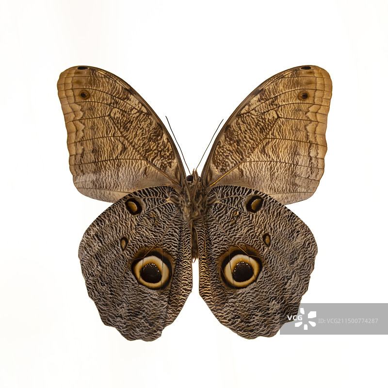 国博-共同家园-大自然的奇迹-猫头鹰环蝶-标本采集地-巴西图片素材