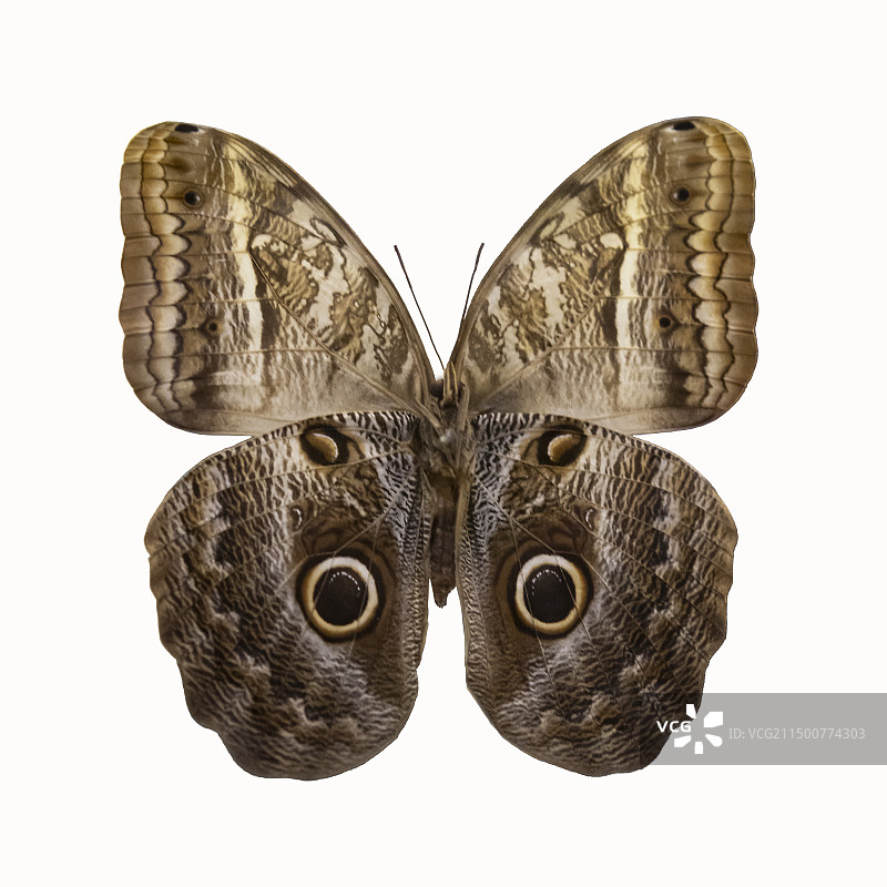 国博-共同家园-大自然的奇迹-浪猫头鹰环蝶-标本采集地-秘鲁图片素材