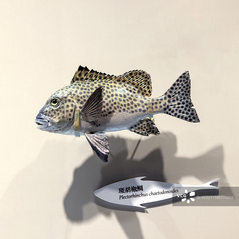 国博-共同家园-大自然的奇迹-斑胡椒鲷图片素材