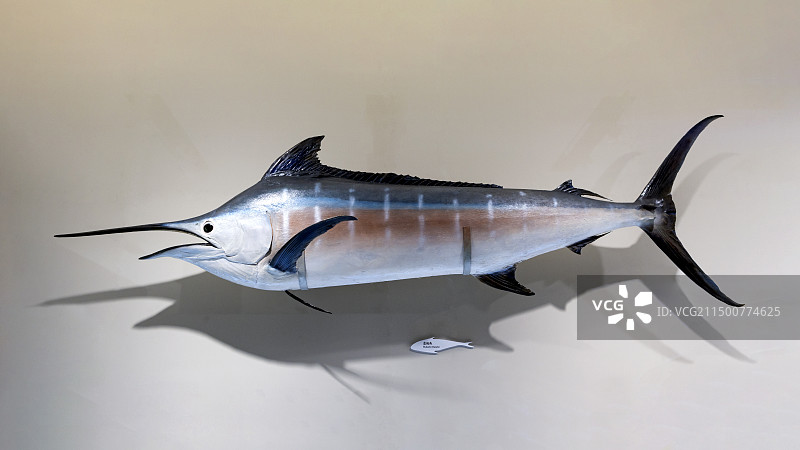 国博-共同家园-大自然的奇迹-蓝枪鱼图片素材