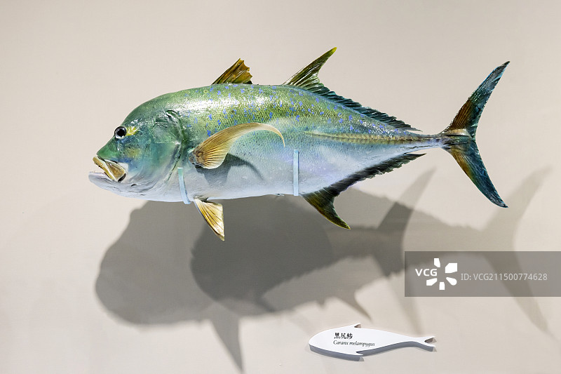 国博-共同家园-大自然的奇迹-黑尻鲹图片素材