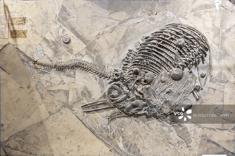 中国地质博物馆-周氏黔鱼龙-贵州图片素材