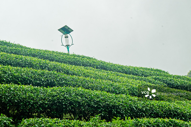 广西昭平南山茶园图片素材