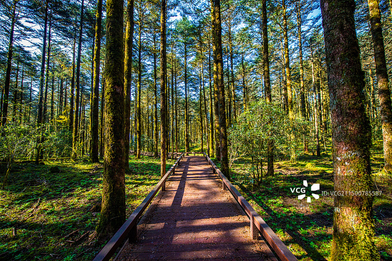 鹿儿坪森林图片素材