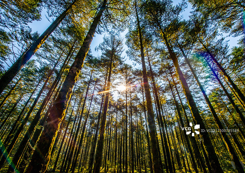 鹿儿坪森林图片素材