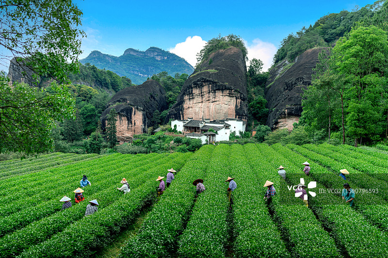 武夷山马头岩茶山图片素材