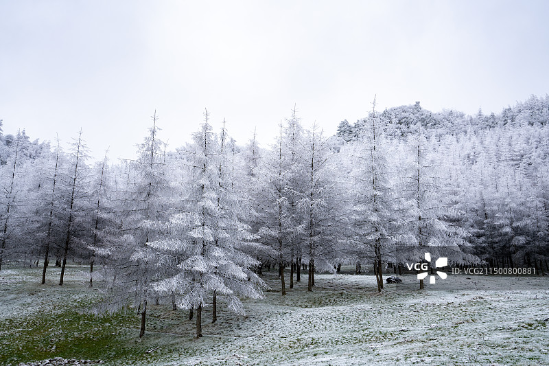 湖北恩施大山顶落叶松雪景图片素材