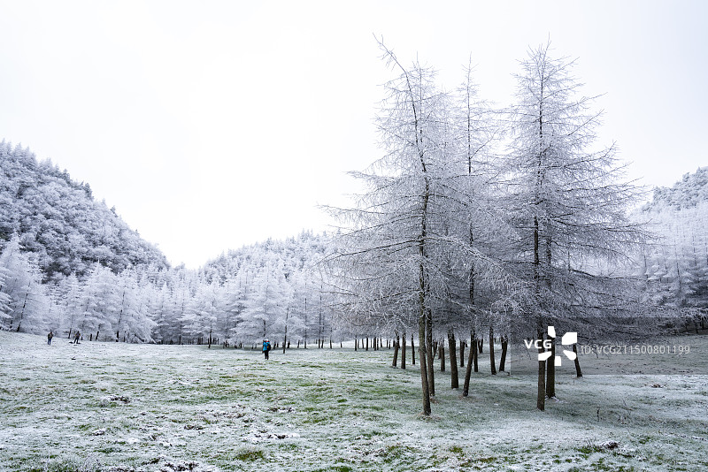湖北恩施大山顶落叶松雪景图片素材