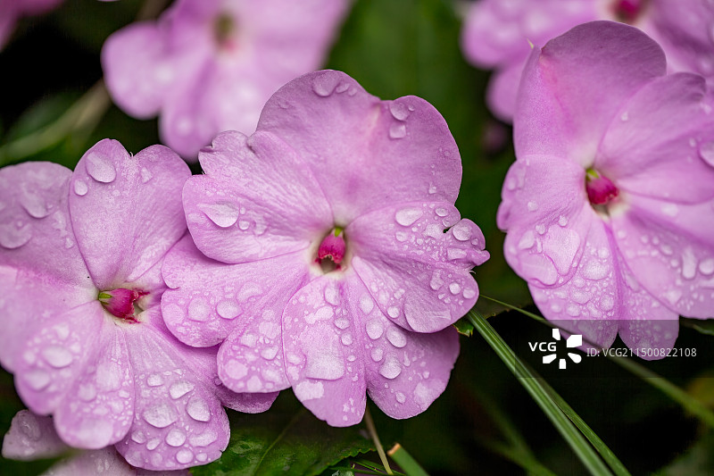 下雨后挂着雨珠的凤仙花图片素材