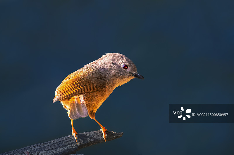 灰眶雀鹛----独占鳌头图片素材